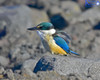 NZ Sacred Kingfisher