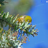 Silvereye