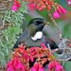 Tui In Cherry Tree