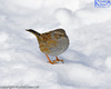 Dunnock In The Snow