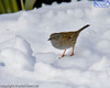 Dunnock In The Snow