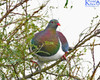 Kereru In The Kowhai