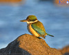 NZ Sacred Kingfisher