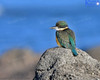 NZ Sacred Kingfisher