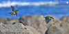 NZ Sacred Kingfisher
