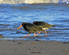 Variable Oyster Catcher