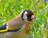 Goldfinch On The Lawn