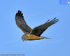 Swamp Harrier