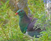 Kereru In The Kowhai