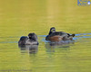 Scaup Dozing On The Water