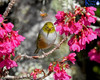 Silvereye In The Cherry