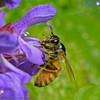 Honey bee in sage