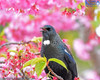 Tui In The Cherry