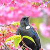 Tui In The Cherry