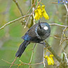 Tui In The Kowhai