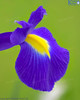 Purple Yellow Iris