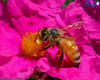 Honey Bee on Rock Rose