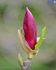 Pink Magnolia Bud