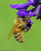 honey bee on salvia