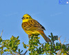 Yellowhammer