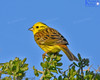 Yellowhammer