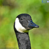 Canada Goose Portrait