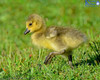 Canada Goose Gosling