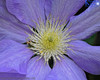 Clematis