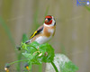 Goldfinch In The Puha