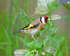 Goldfinch In The Puha