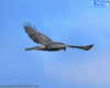 Swamp Harrier