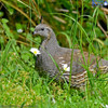 Californian Quail