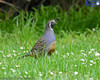 Californian Quail