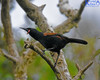 Saddleback At  Zealandia