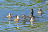 Scaup With Ducklings