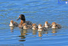 Scaup With Ducklings