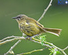 Bellbird