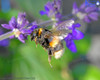 Bumblebee In The Salvia
