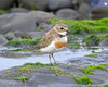 Banded Dotterel