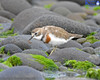 Banded Dotterel