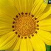 Gazania