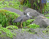 White Faced Heron