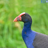 Pukeko Pukeko