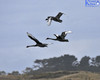 Black Swans In Flight