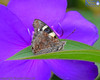 Yellow Admiral Butterfly