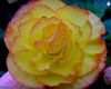 Begonia