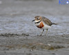 Banded Dotterel