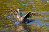 Black Shag Taking Off