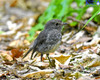 North Island Robin