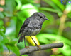 North Island Robin